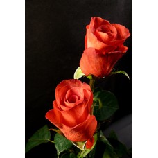 Roses - Terracota